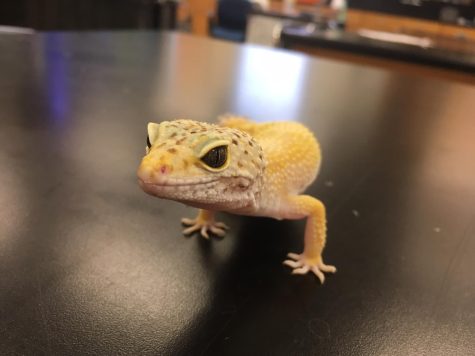 Mrs. Winkelmanns classroom is the home of several animals, including this smiling reptile. Photo by Kate Campbell.