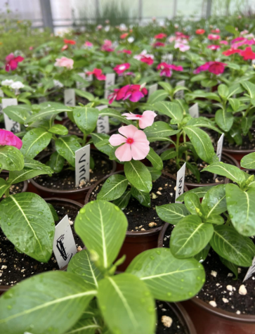 Photo Courtesy of Mrs. Stephanie Loring. Pictured is a photo of the Vinca Pacifica XP Mix plants.