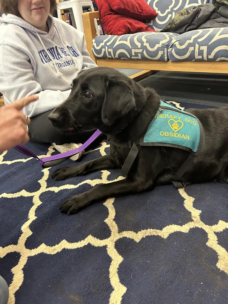 Sid, the black lab, being calming and comforting for Liberty students 