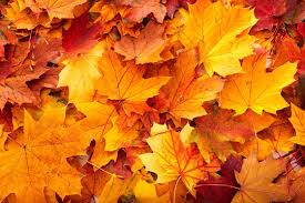 Why Fall Reigns as the Ultimate Season of the Year
